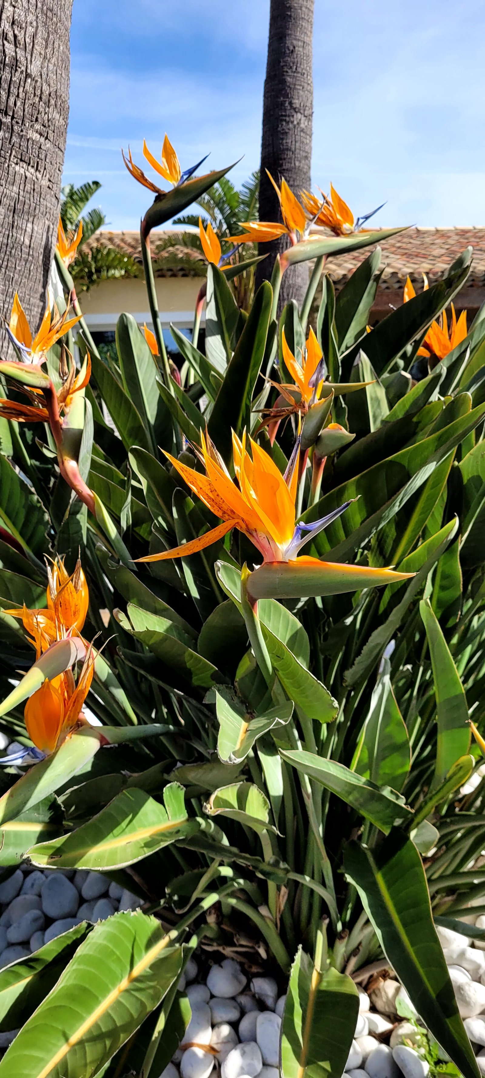 Strelitzia