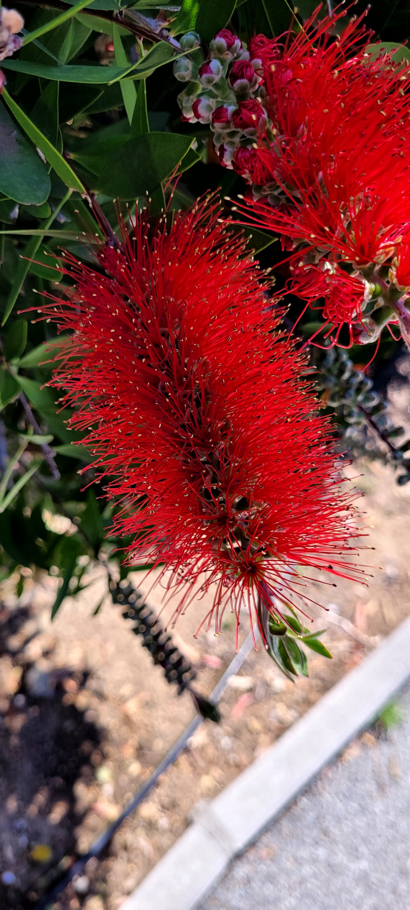 Callistemon
