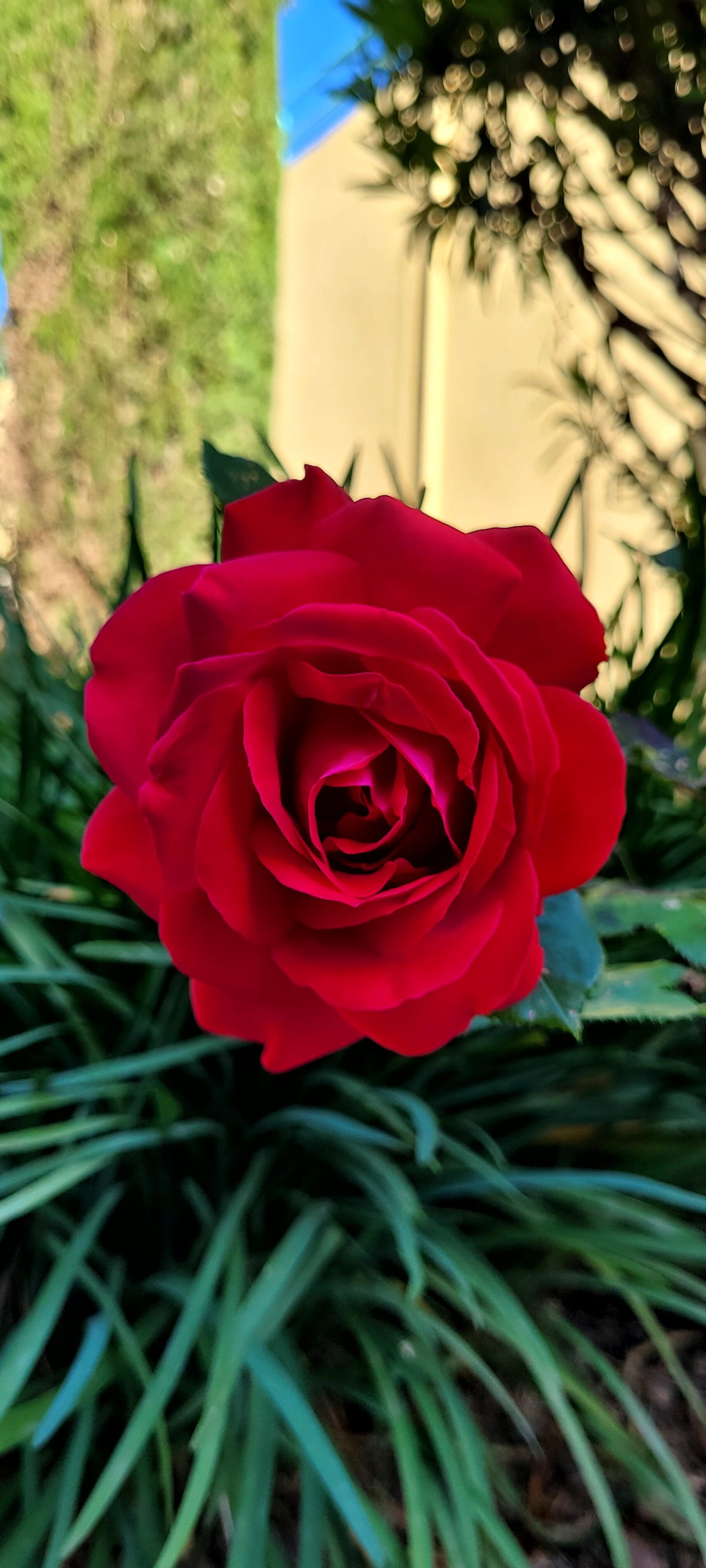 Rose rouge