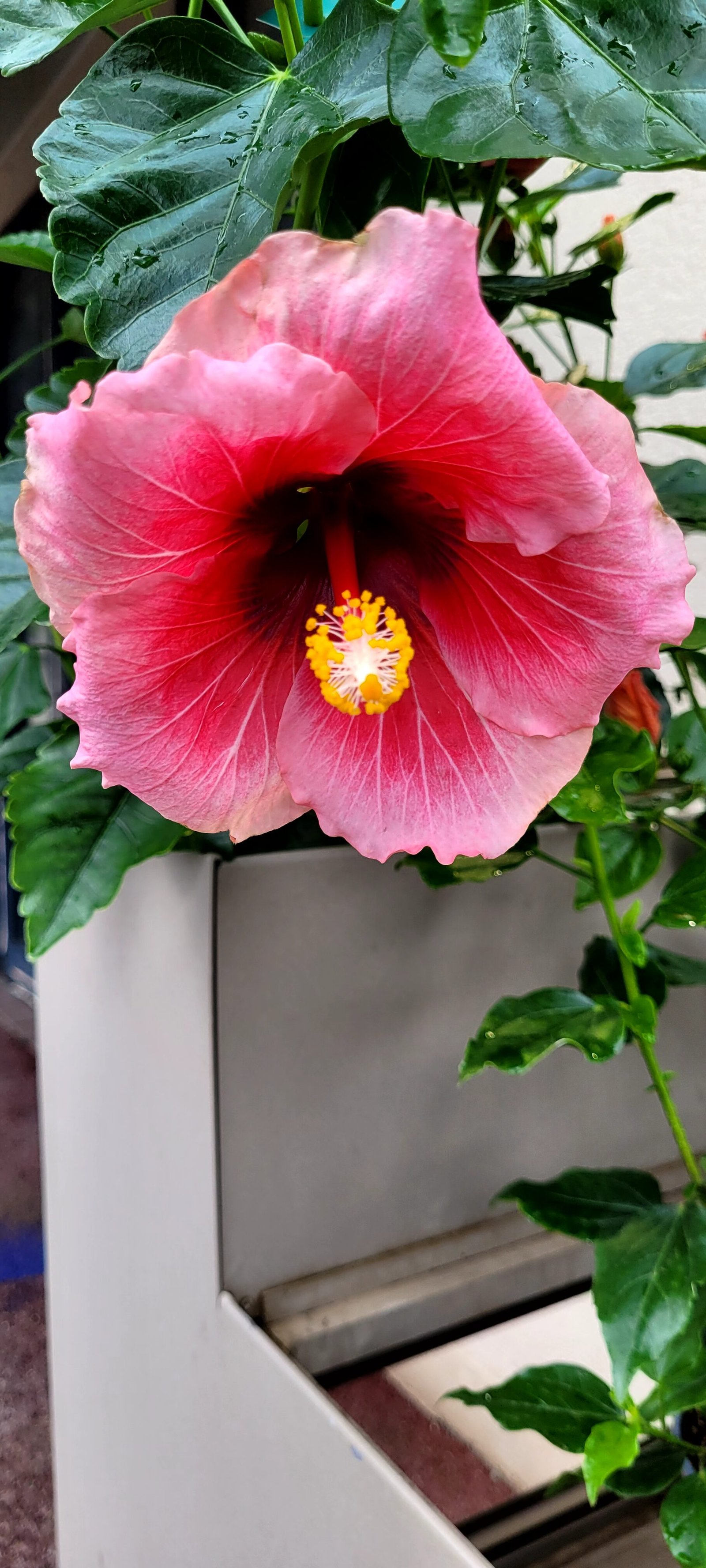 Hibiscus