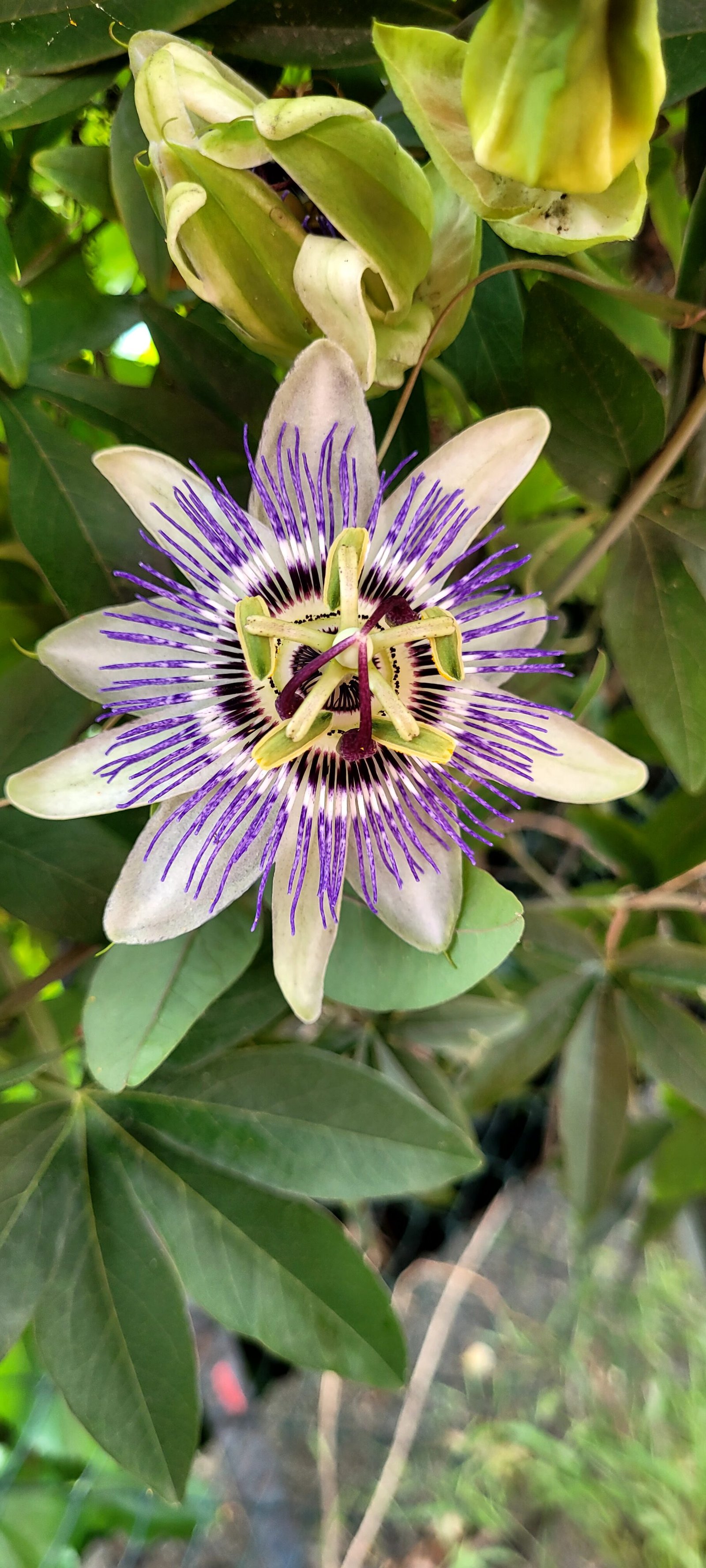 Passiflore