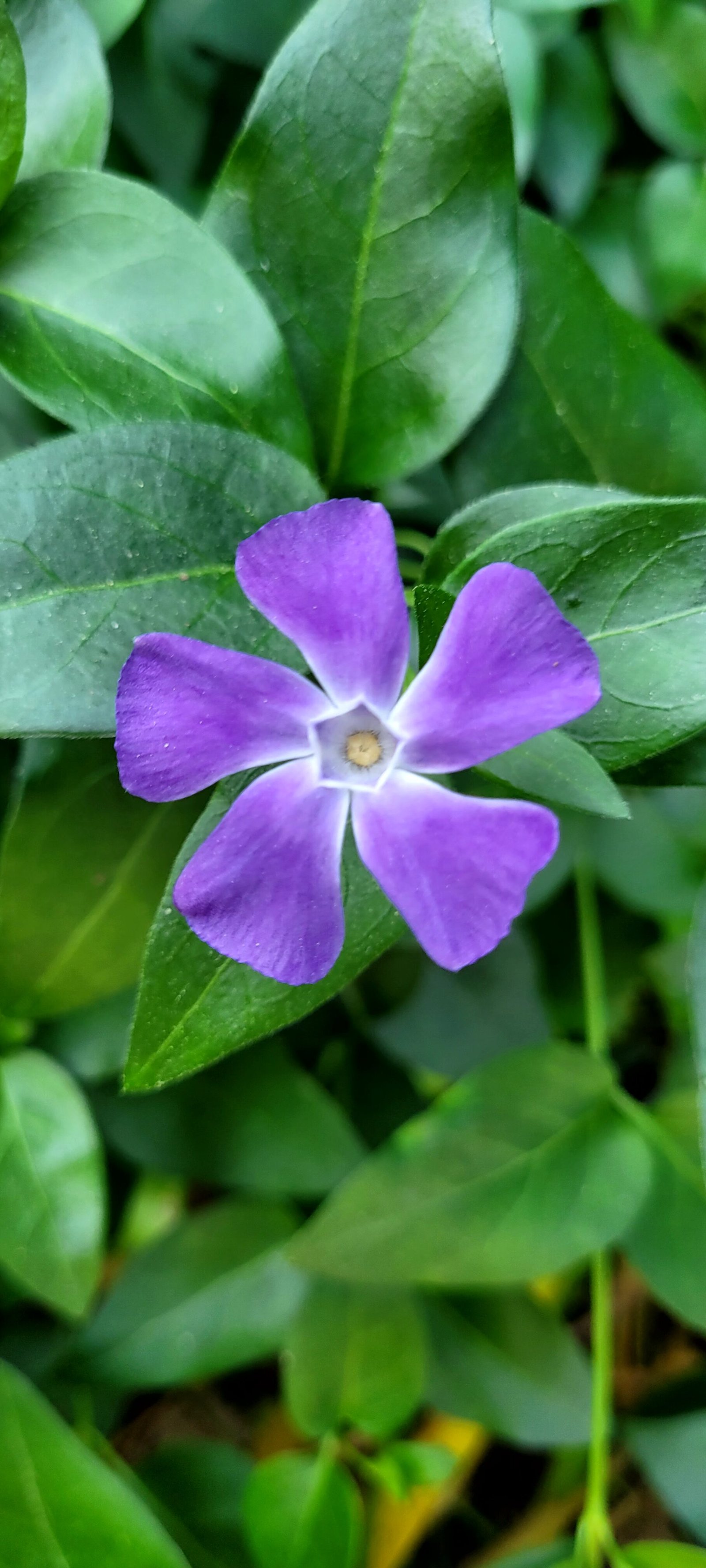 Pervenche