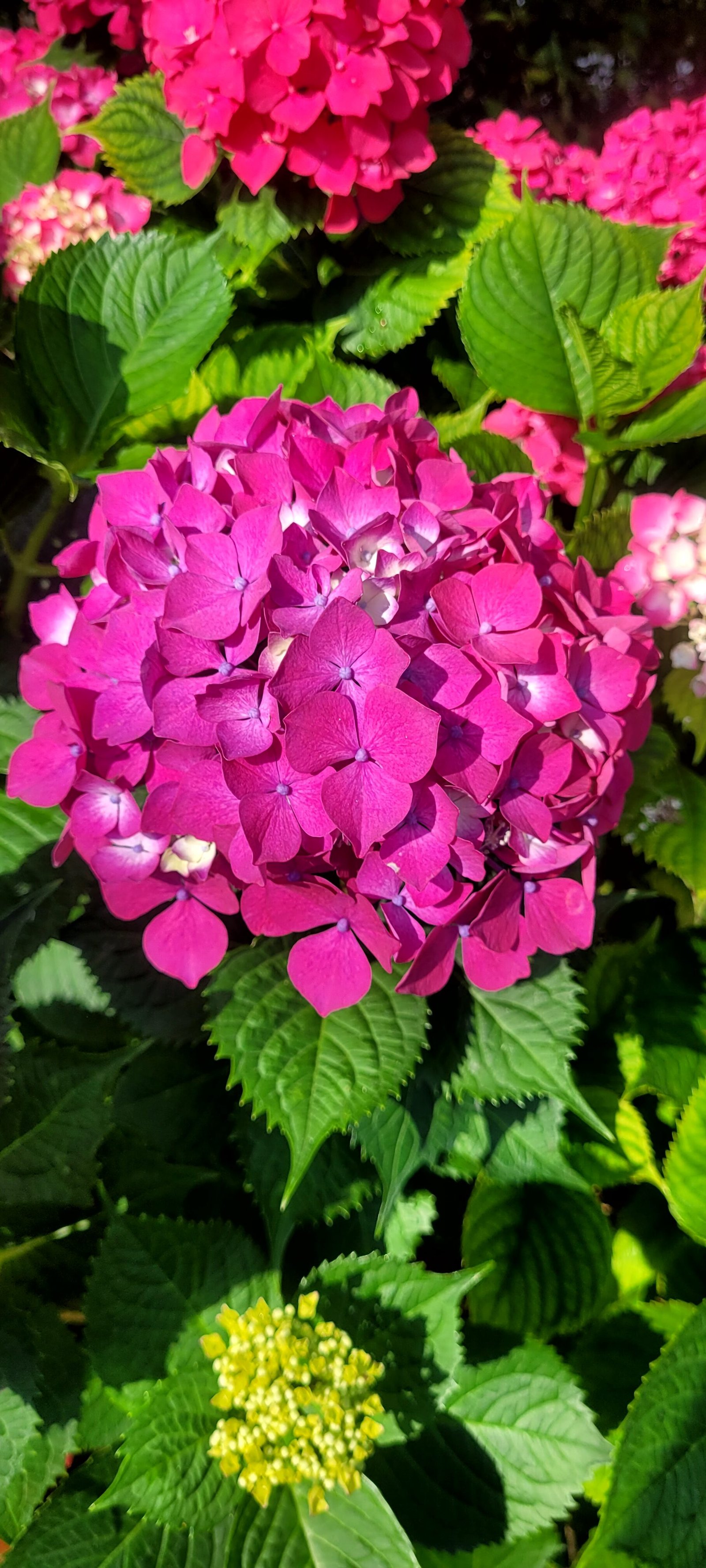 Hortensia