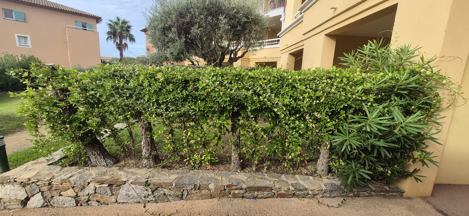 Jardin après