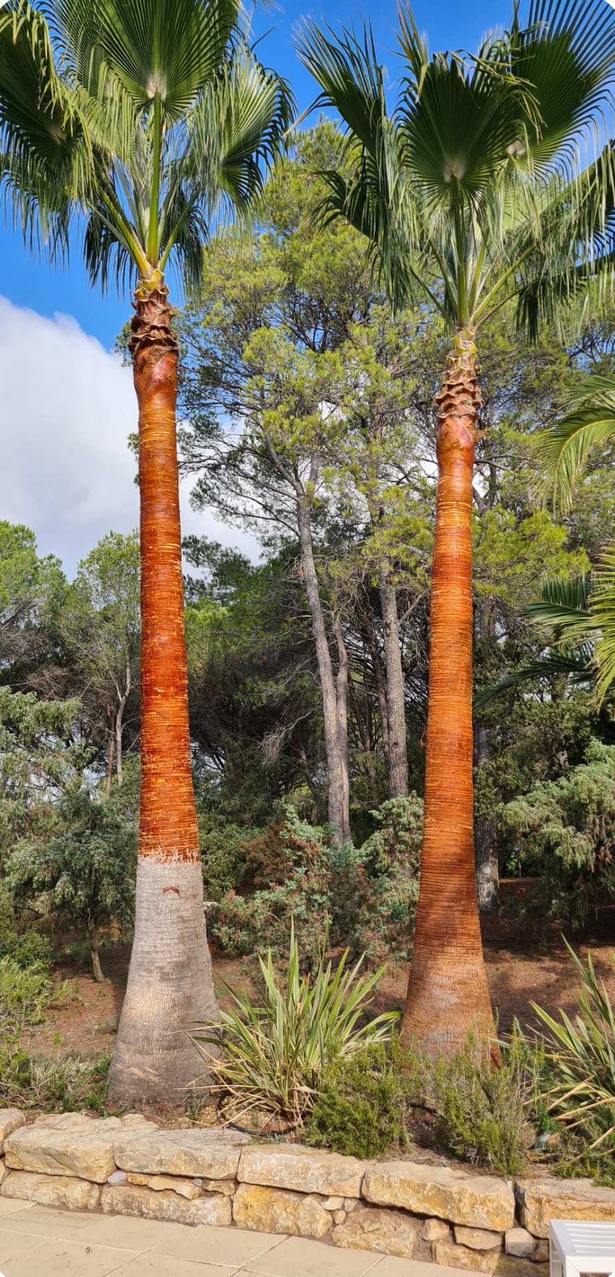 Jardin après