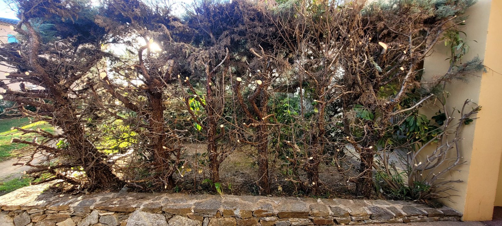 Jardin avant