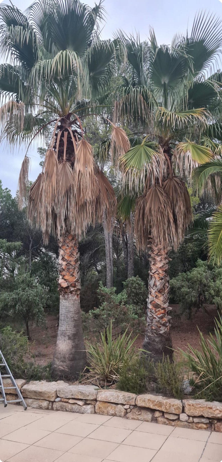 Jardin avant